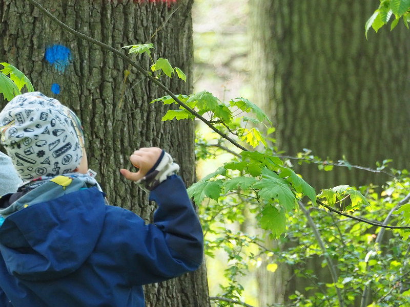 Ein Kind steht mit Jacke und Mütze in einem kleinen Waldstück vor einem mächtigen Baumstamm, der mit zwei Strichen markiert ist. Die Markierung ist die Grenze des Außenareals im Naturkindergarten.